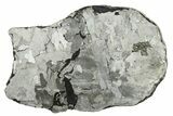 Etched Uruacu Iron Meteorite Slice ( g) - Brazil #272594-1